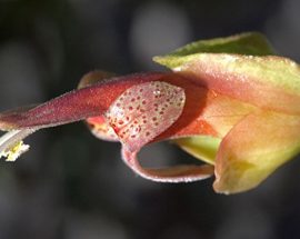 Tahlilcilerden Tebessümdüren Haber: Kanser Rehabilitasyonunu Süratlendirecek Bir Nebat Keşfedildi