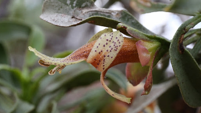 kanser tedavisini hızlandıran bitki